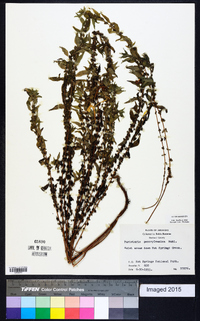 Parietaria pensylvanica image