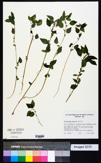 Parietaria floridana image