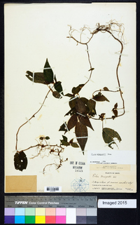 Pilea minguetii image