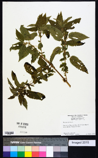 Urtica dioica image