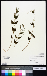 Urtica chamaedryoides image