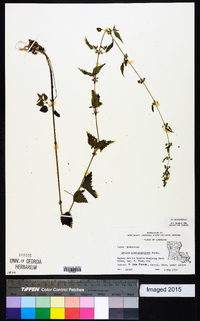 Urtica chamaedryoides image