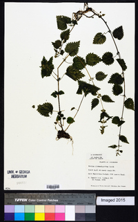 Urtica chamaedryoides image