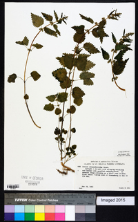 Urtica chamaedryoides image