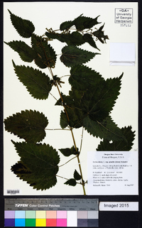 Urtica gracilis image