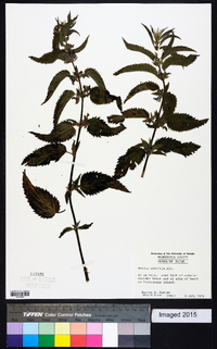 Urtica gracilis image