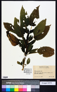 Urtica gracilis image