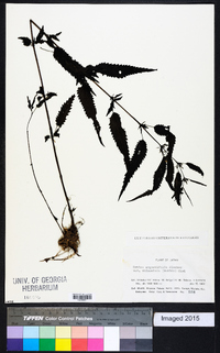 Urtica angustifolia image