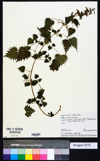 Urtica incisa image