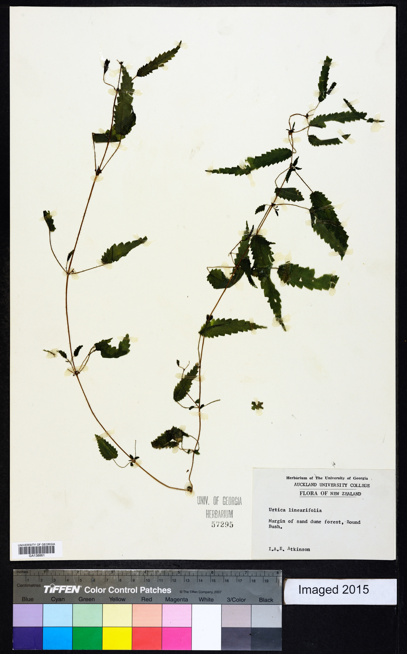 Urtica incisa image