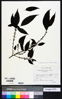 Oreocnide pedunculata image
