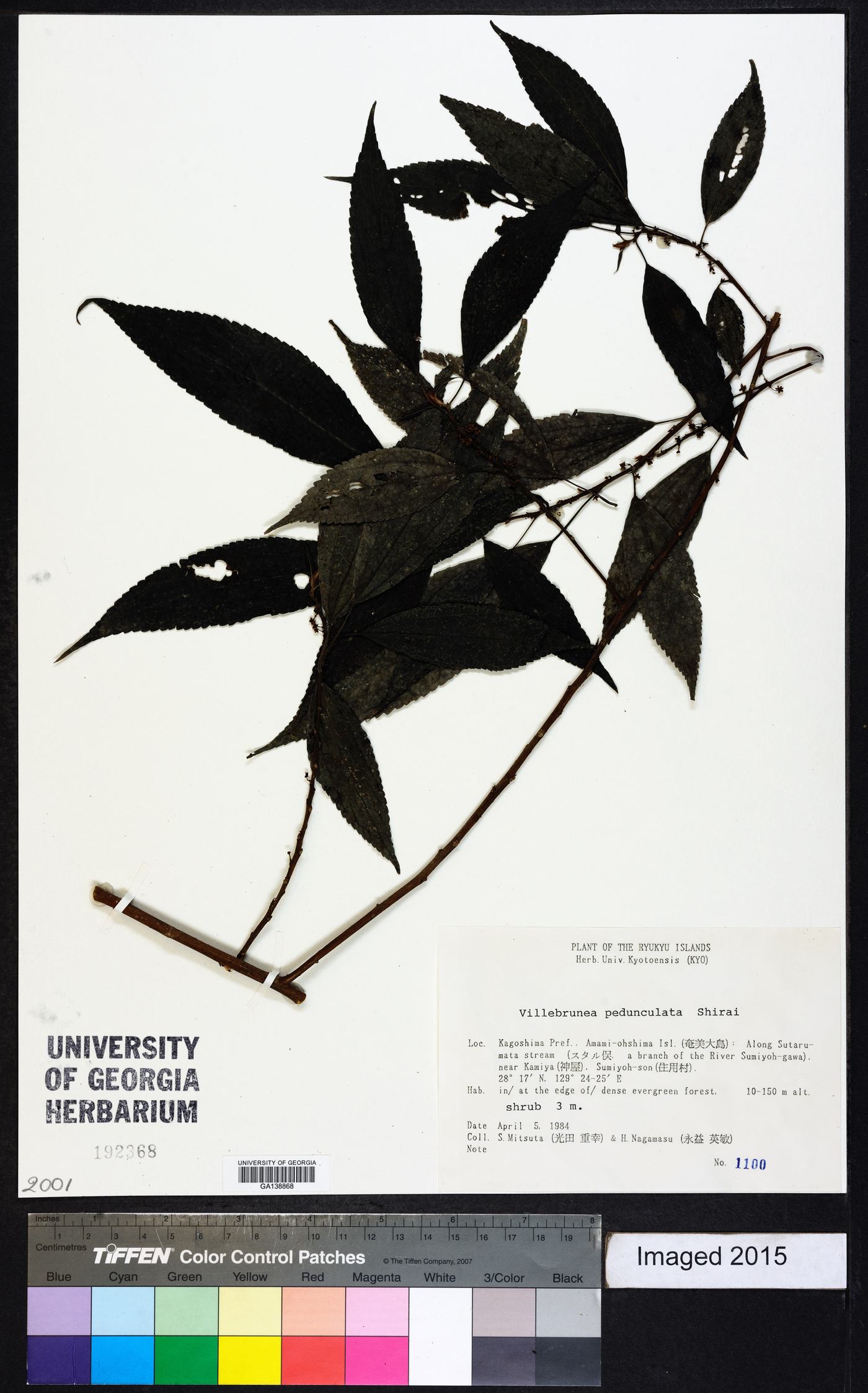 Oreocnide pedunculata image