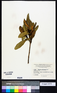 Grevillea gillivrayi image