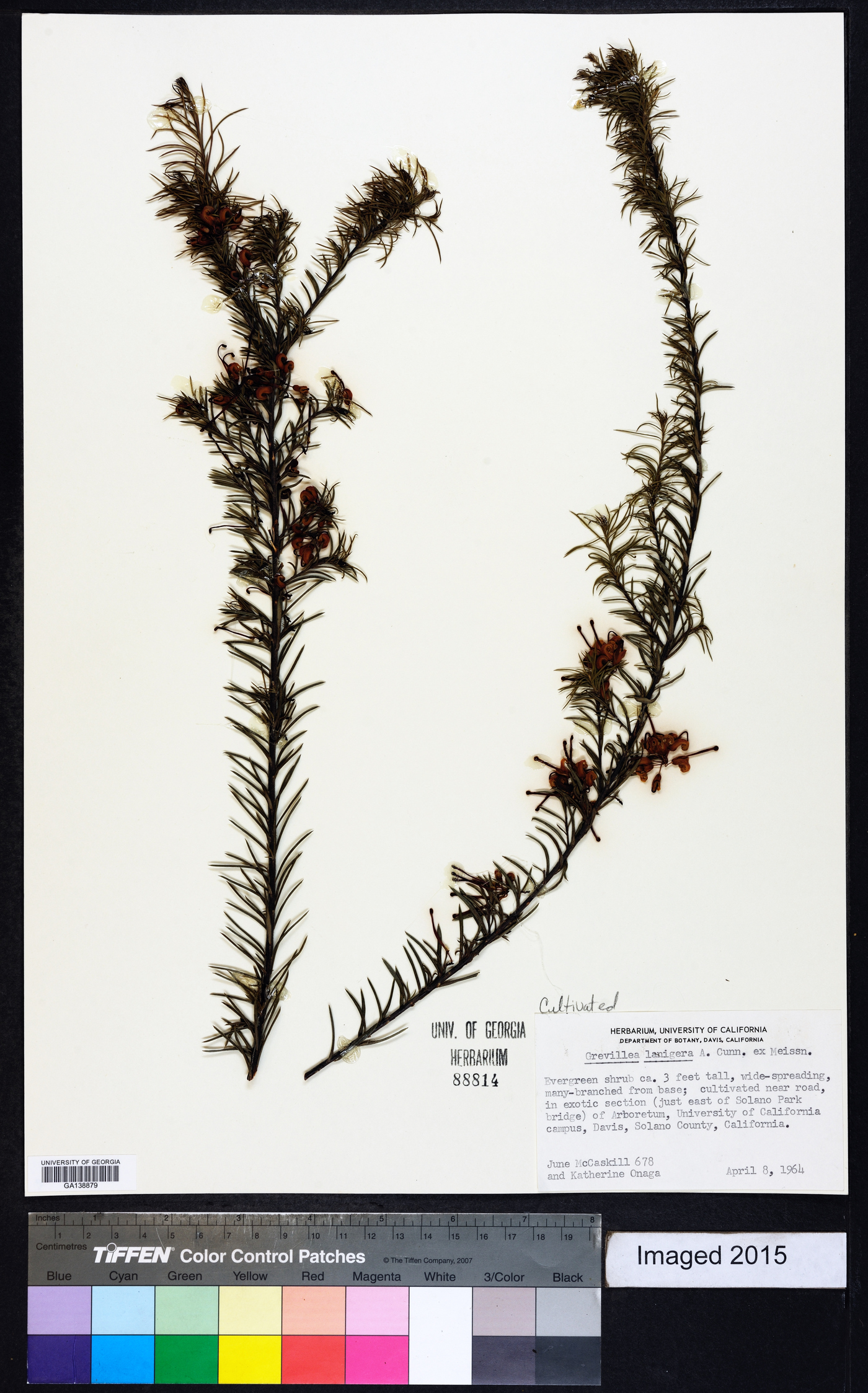 Grevillea lanigera image