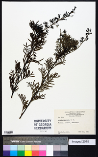 Lomatia tinctoria image