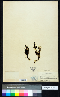 Dendrophthora cupressoides image