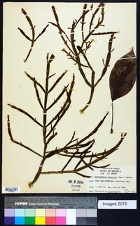 Dendrophthora opuntioides image