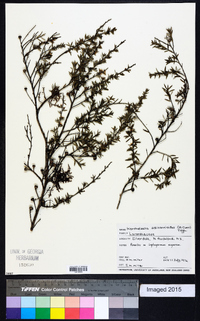 Korthalsella salicornioides image