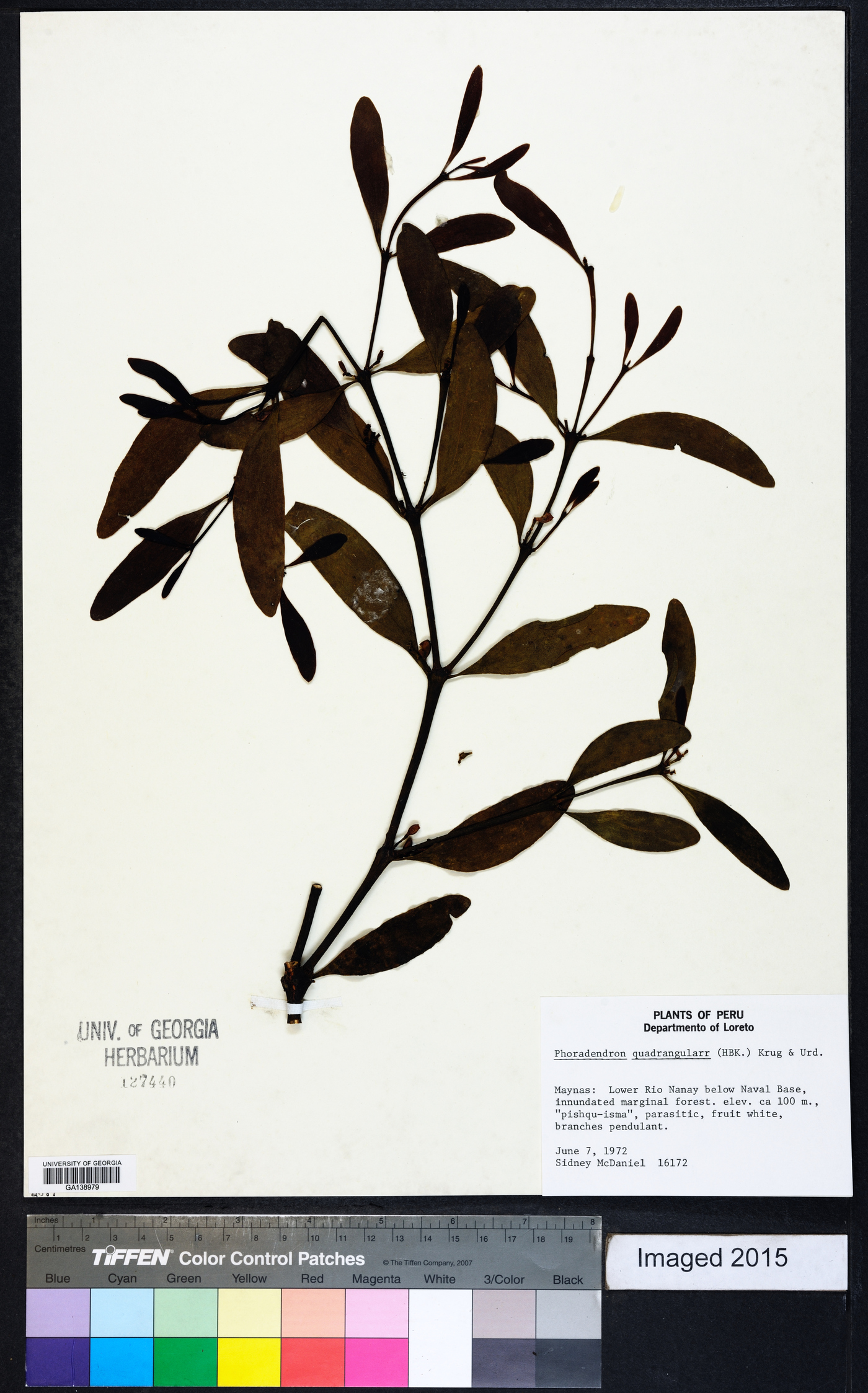 Phoradendron quadrangulare image