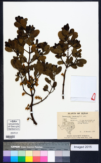 Phoradendron leucarpum subsp. tomentosum image