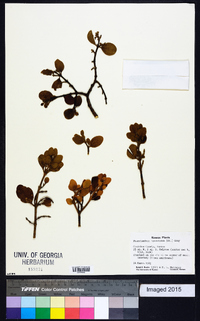 Phoradendron leucarpum subsp. tomentosum image