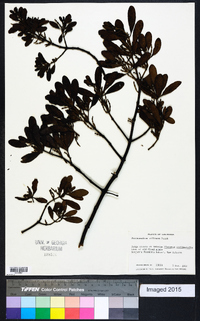 Phoradendron villosum image