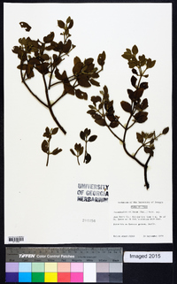 Phoradendron villosum image