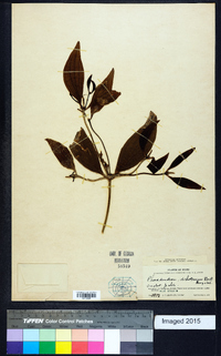 Image of Phoradendron dichotomum