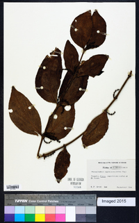 Phoradendron piperoides image