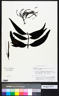 Psittacanthus schiedeanus image