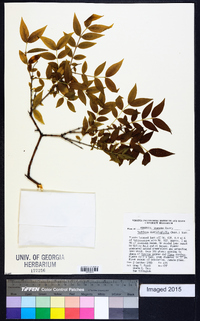 Buckleya distichophylla image