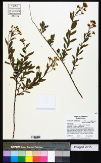 Comandra umbellata subsp. californica image