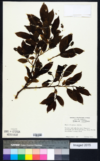 Pyrularia pubera image