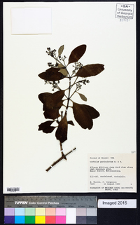 Santalum paniculatum image