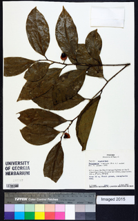 Heisteria acuminata image