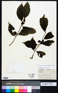 Heisteria macrophylla image