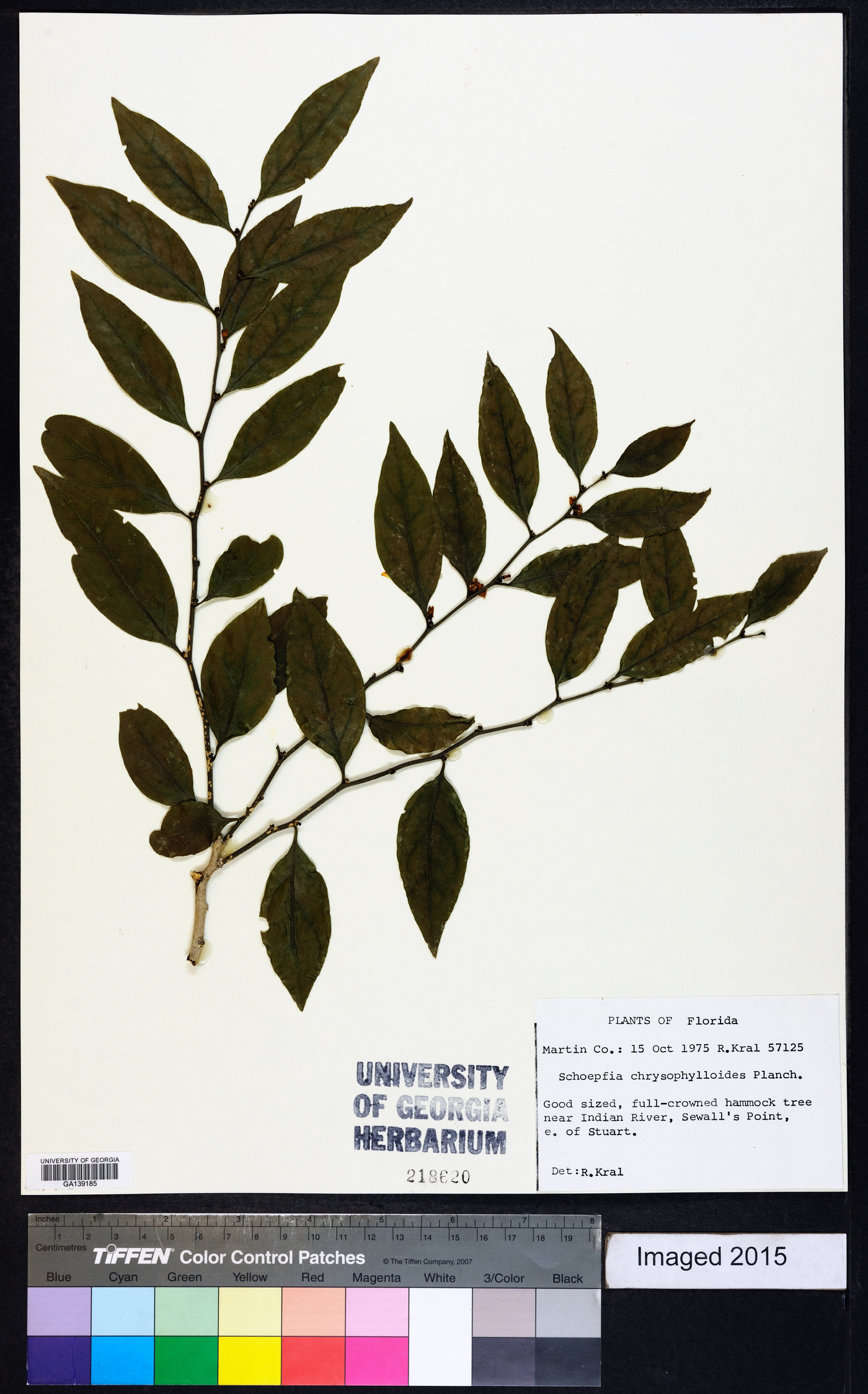 Schoepfia schreberi image
