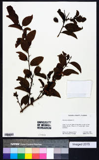 Ximenia americana image