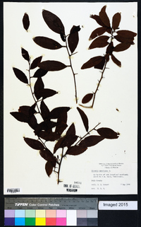 Ximenia americana image