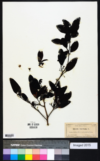 Ximenia americana image