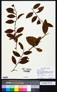 Ximenia americana image