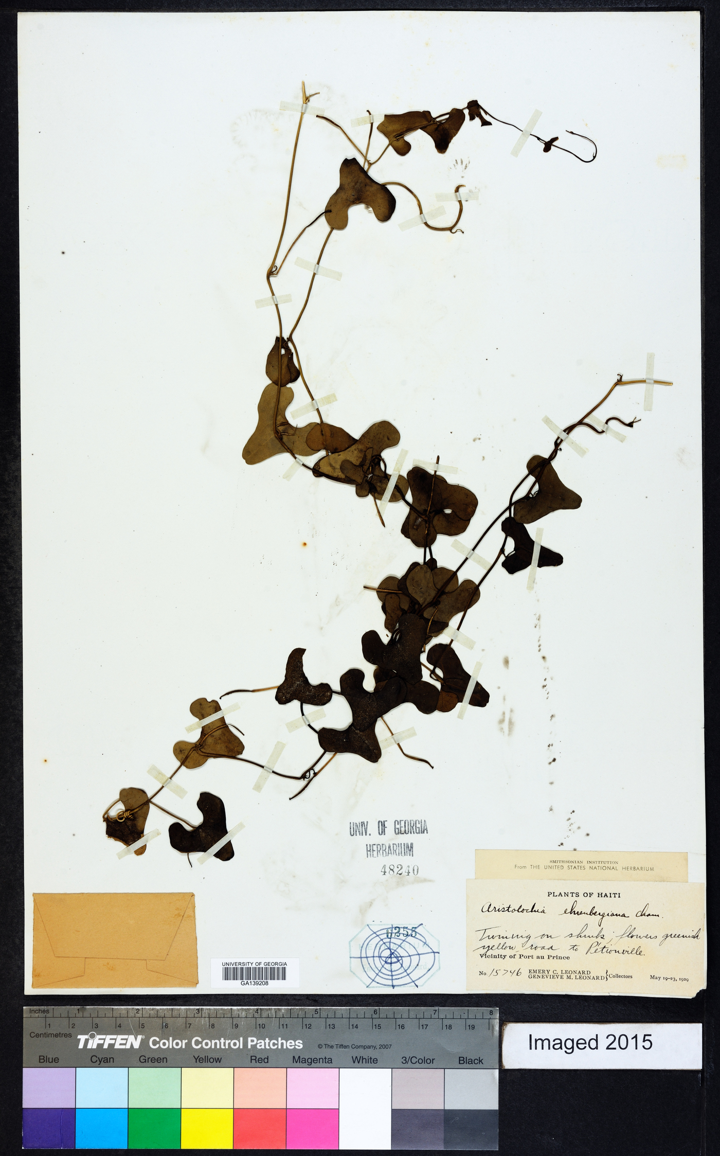 Aristolochia ehrenbergiana image