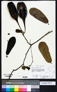 Aristolochia maxima image