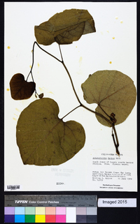 Aristolochia macrophylla image