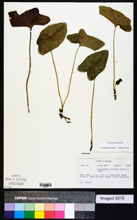 Hexastylis arifolia image