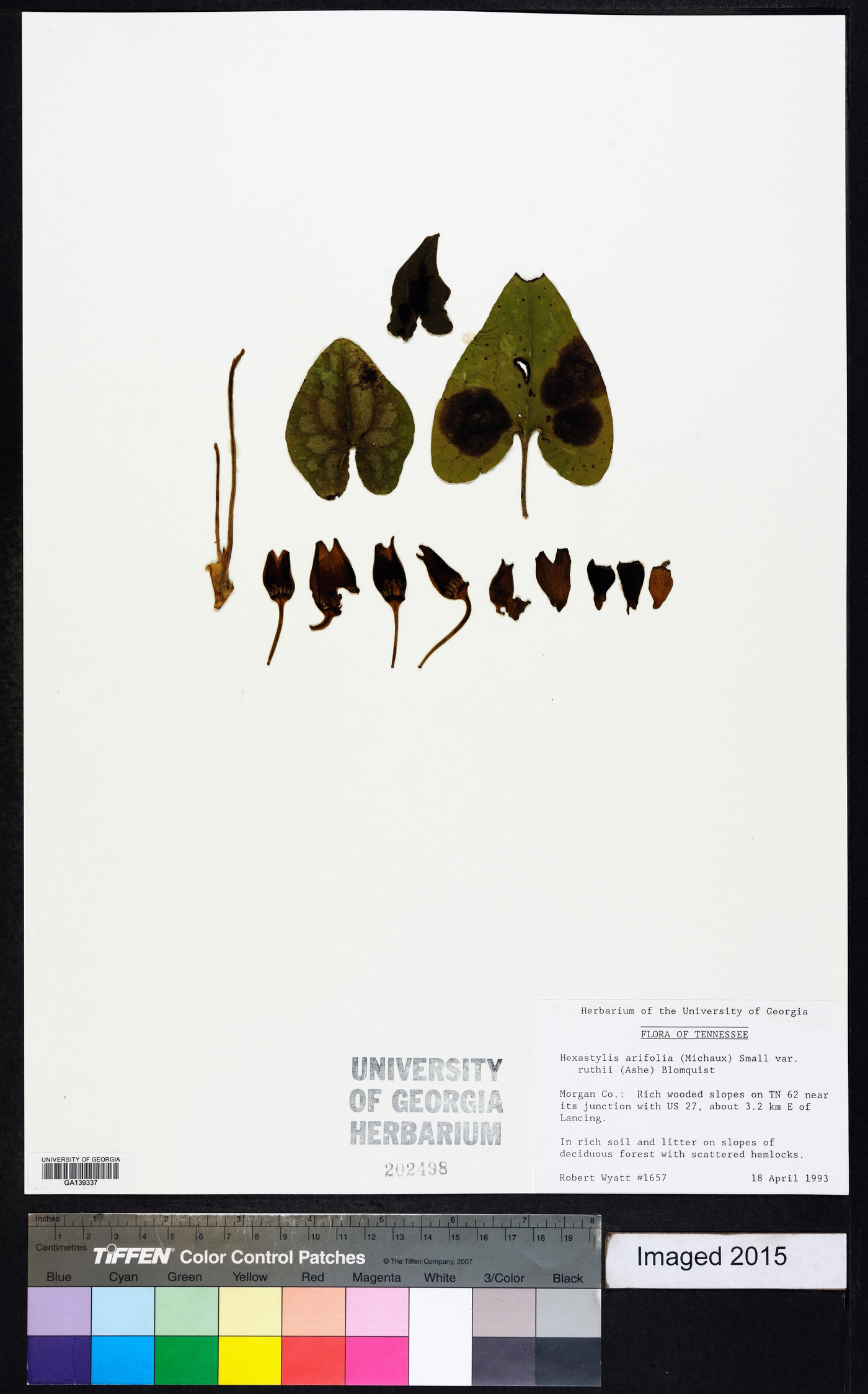 Hexastylis arifolia image