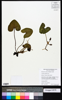 Hexastylis arifolia image