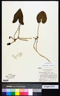 Hexastylis arifolia image