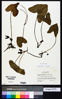 Hexastylis arifolia image