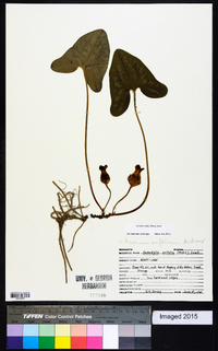 Hexastylis arifolia image